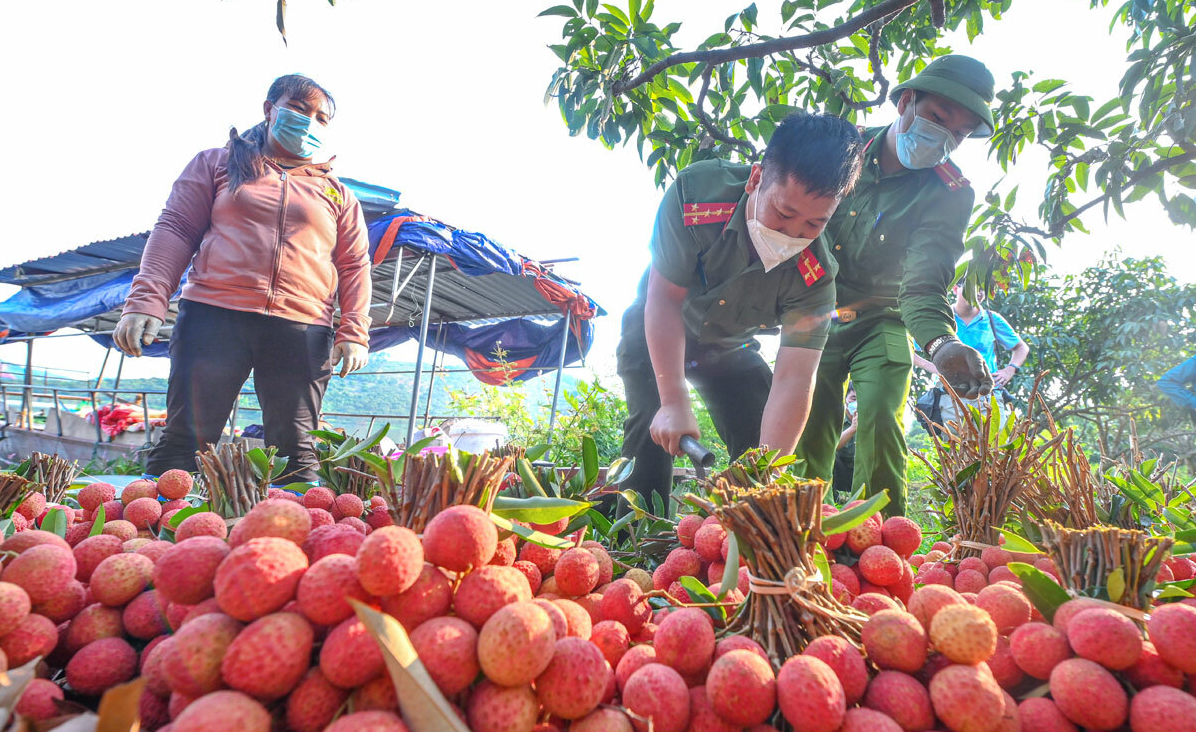 Chương trình được triển khai để giúp người dân trồng vải Bắc Giang